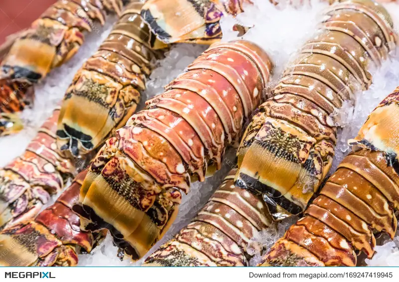 [SQ3956175] Colossal Caribbean Lobster Tail (20-24 oz)