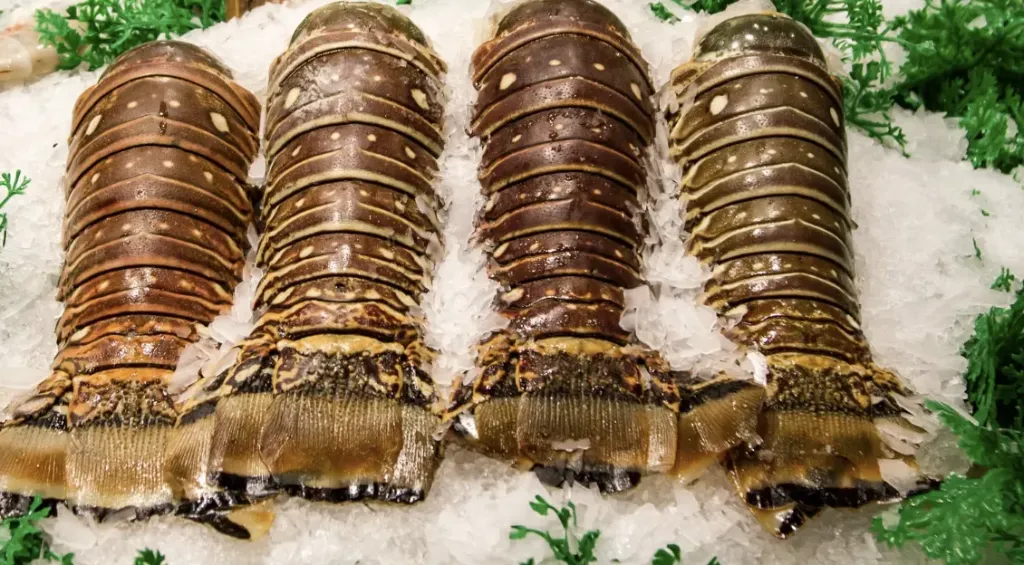[SQ2010219] Colossal Caribbean Lobster Tail (7/8 oz)