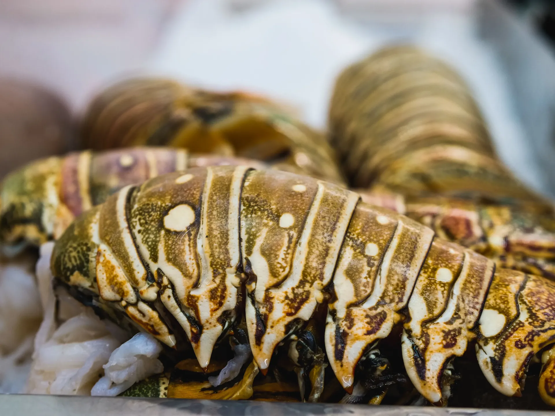 [SQ2960758] Colossal Caribbean Lobster Tails (16-20 oz)