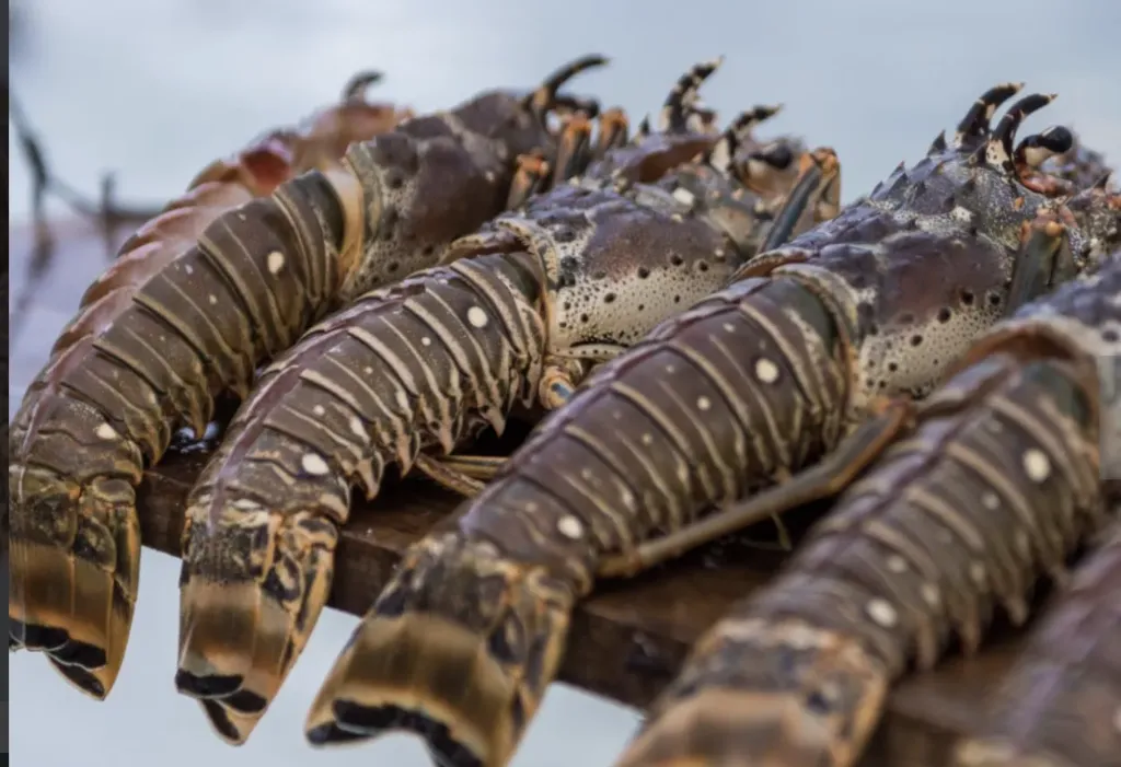 [SQ2232305] Caribbean Lobster Tail (4 oz)