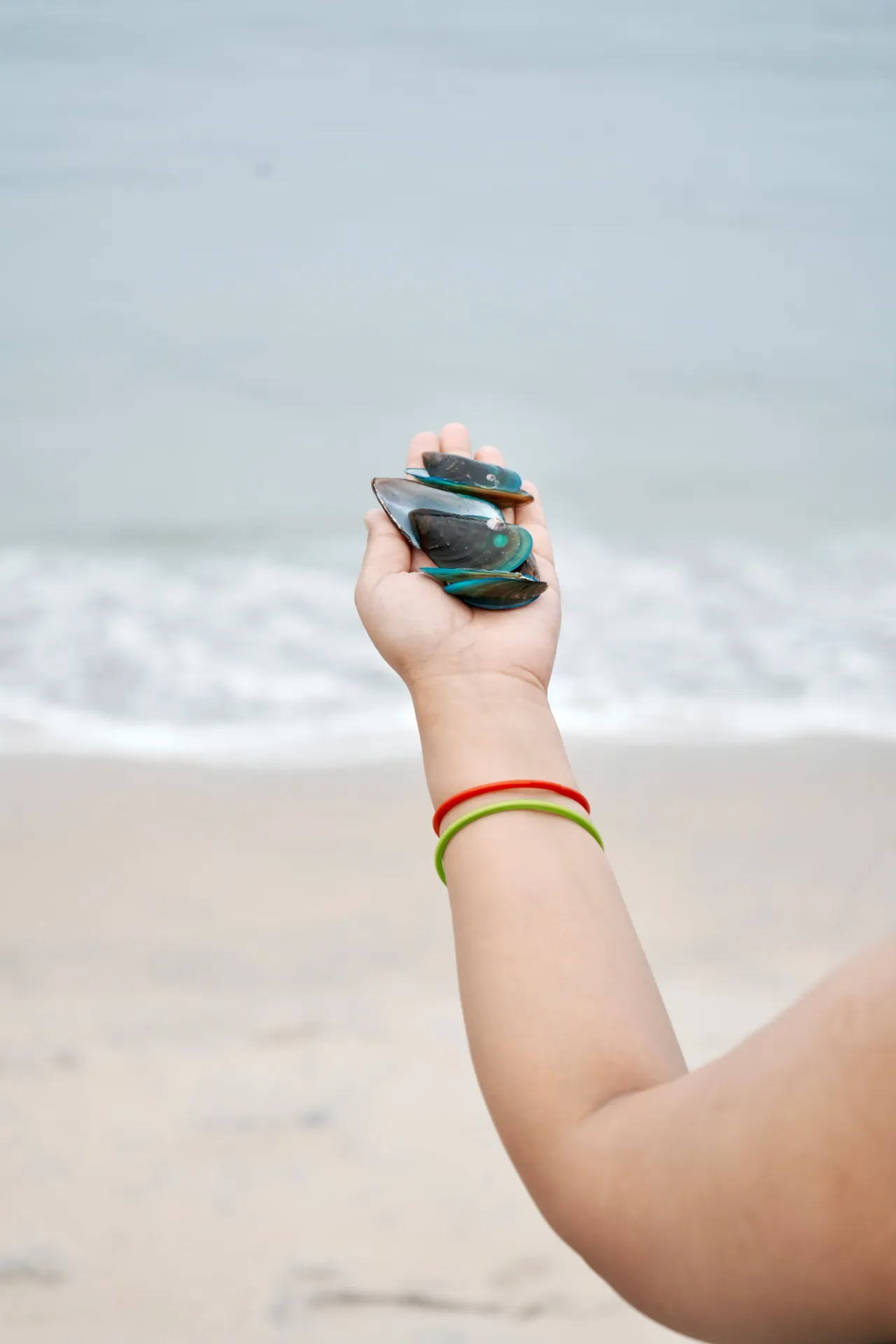 [SQ0933005] Green Shell Mussel