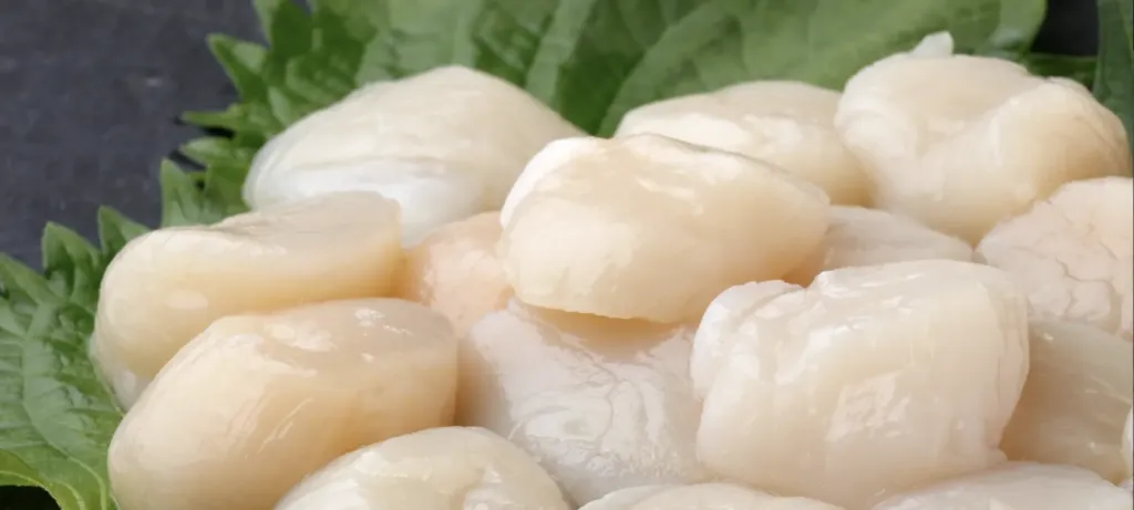 Scallops 10/20